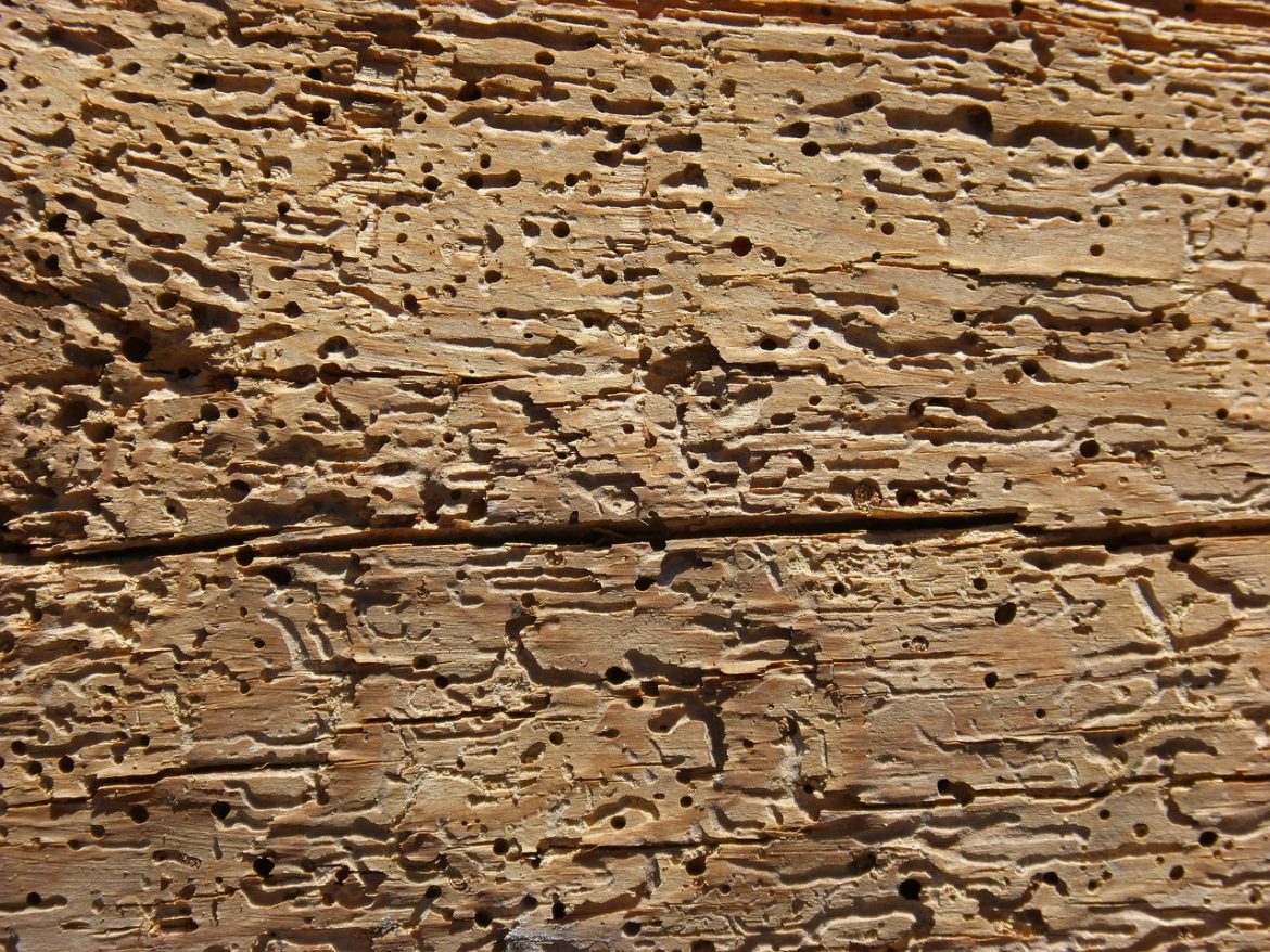 Eliminare le termiti dal legno: cosa sapere per procedere alla disinfestazione più adatta alle tue esigenze