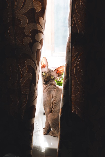 Sphynx: il gatto egiziano? verità, caratteristiche e curiosità