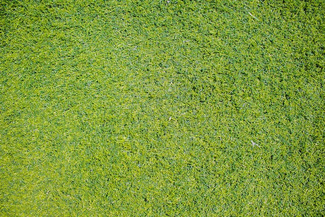Perché scegliere l'erba Festuca arundinacea per il tuo prato