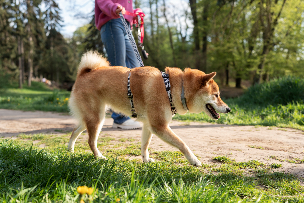 Dolore alle zampe nei cani: quando consultare il veterinario