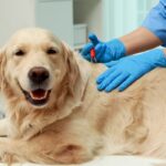Zecche sul cane: come riconoscerle, rimuoverle e quando preoccuparsi